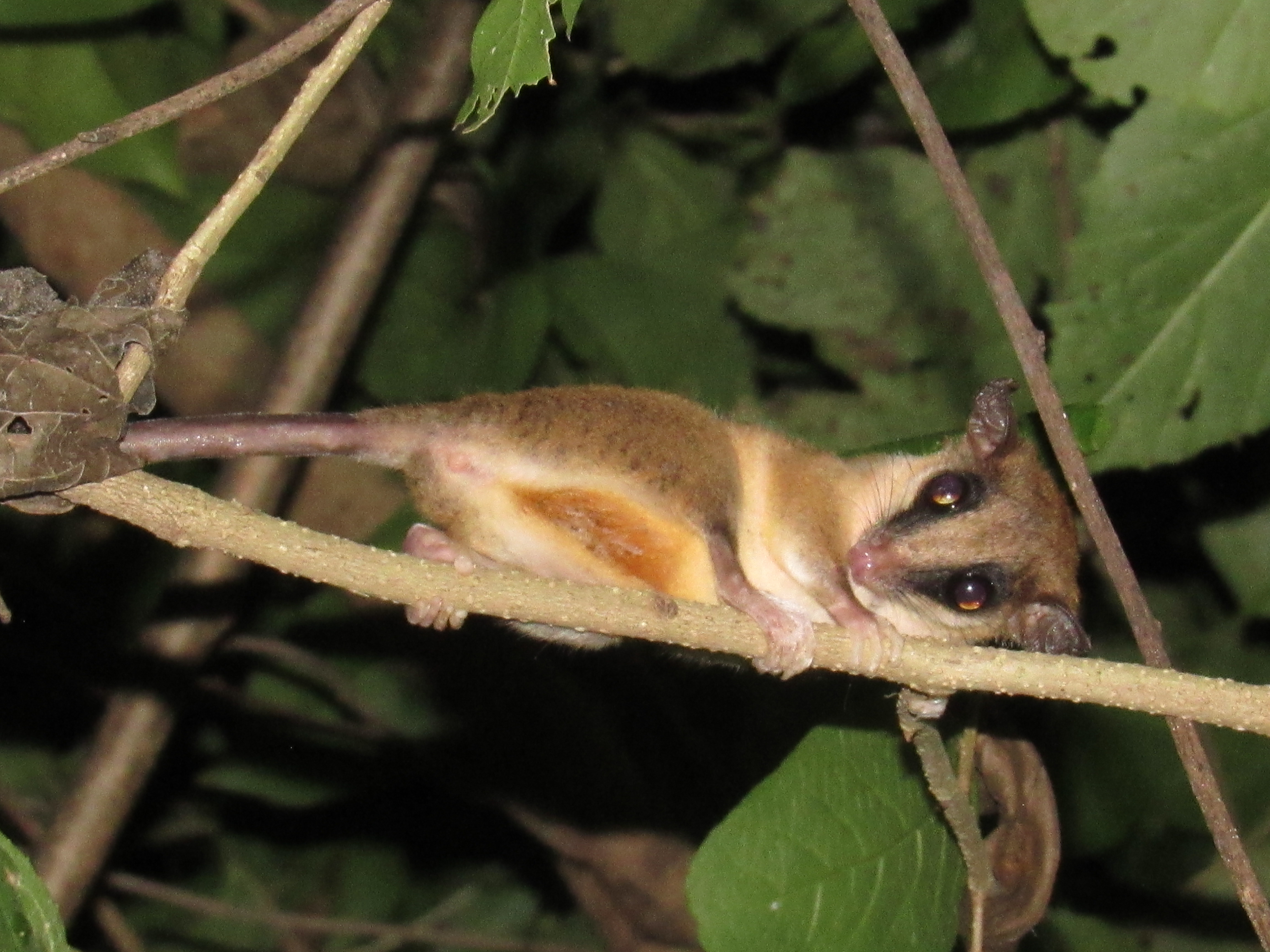 Foto de una zorra mantequera o marmosa robinsoni